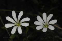 Stellaria himalayensis